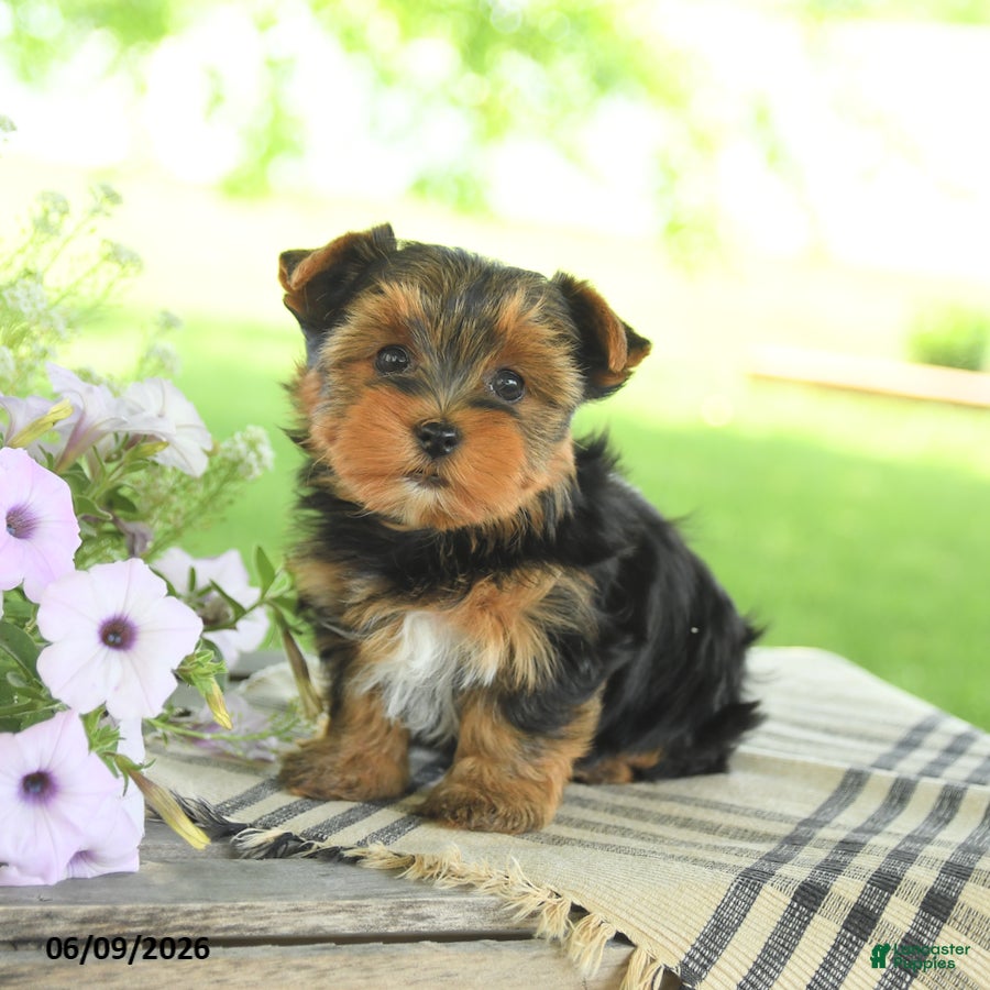 Yorkshire Terrier dogs Hope - Ad 2