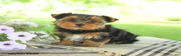 Yorkshire Terrier dogs for sale: Hope - Ad 2