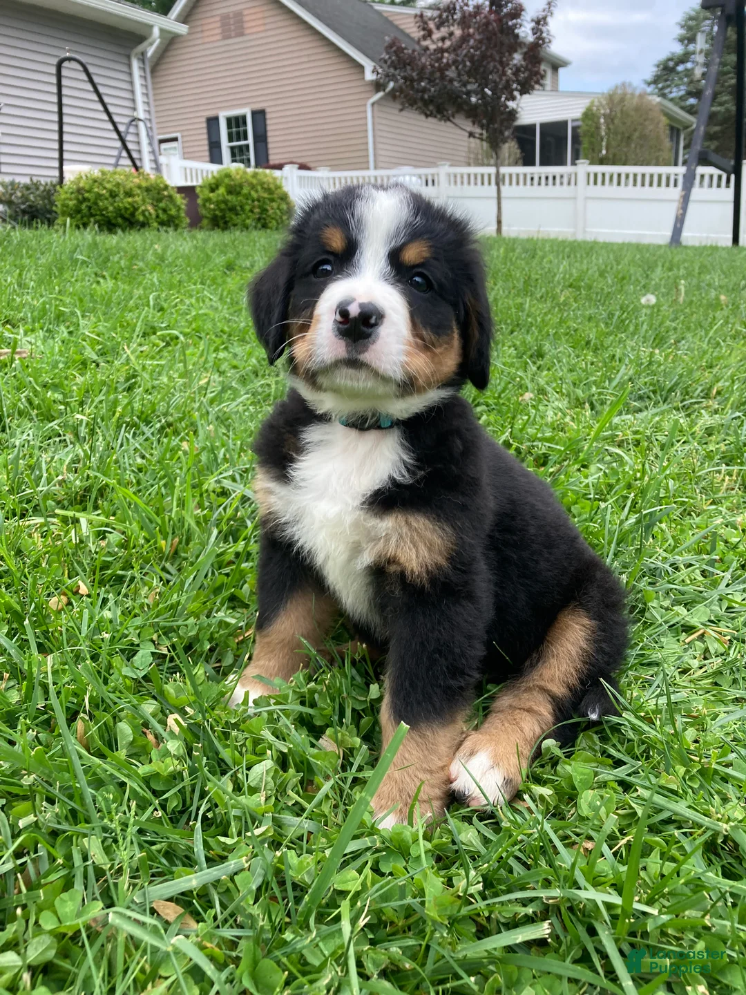 Bernese Mountain Dog dogs for sale: Silky  - Ad 2