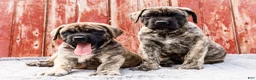 English Mastiff dogs for sale: Peggy - Ad 13