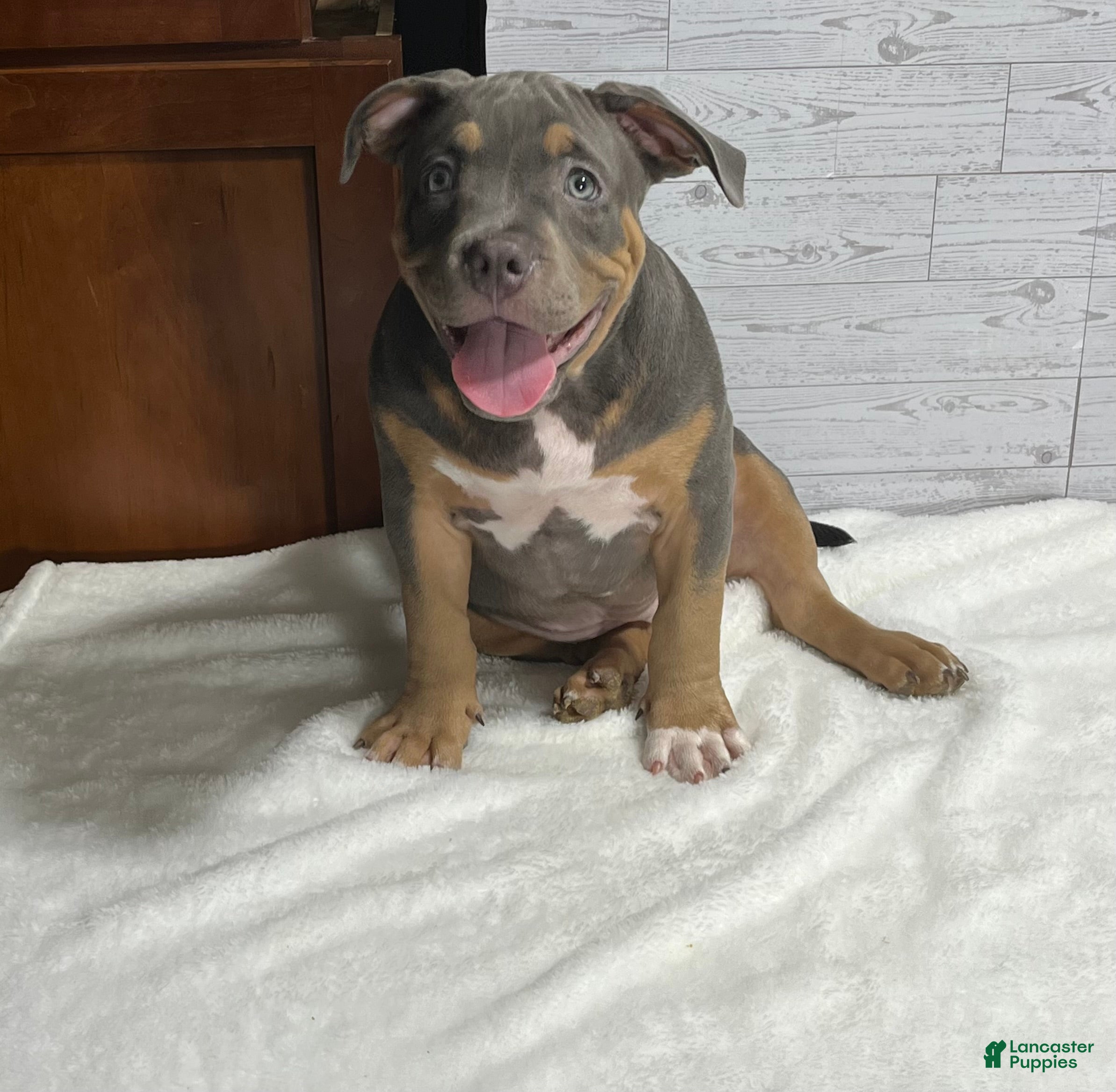 American Bully dogs Elsa - Ad 11