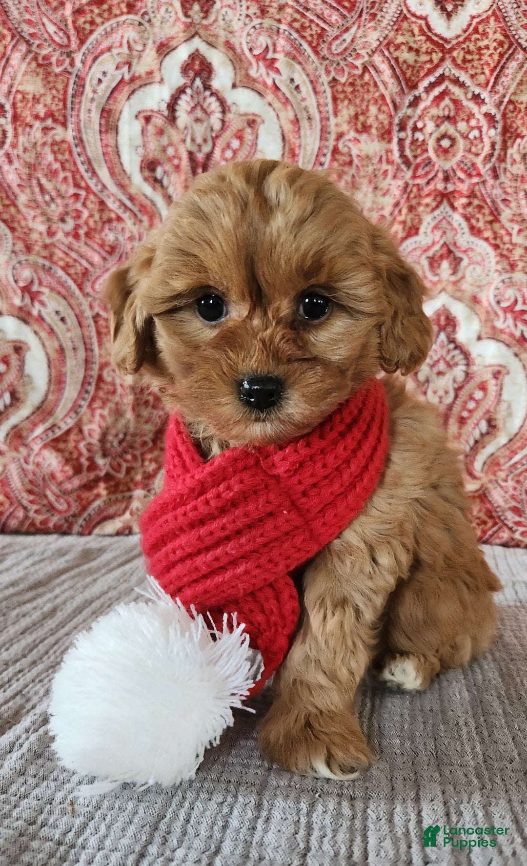 Mini Goldendoodle dogs for sale: Frances  - Ad 1