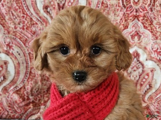 Mini Goldendoodle dogs Frances - Ad 31