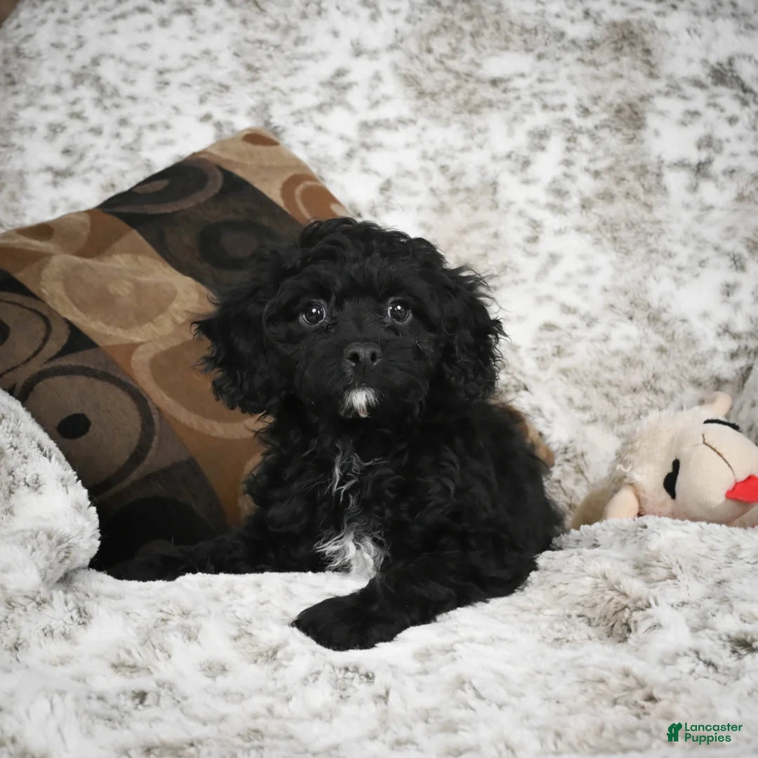 Cavapoo dogs for sale: Sam - Ad 4