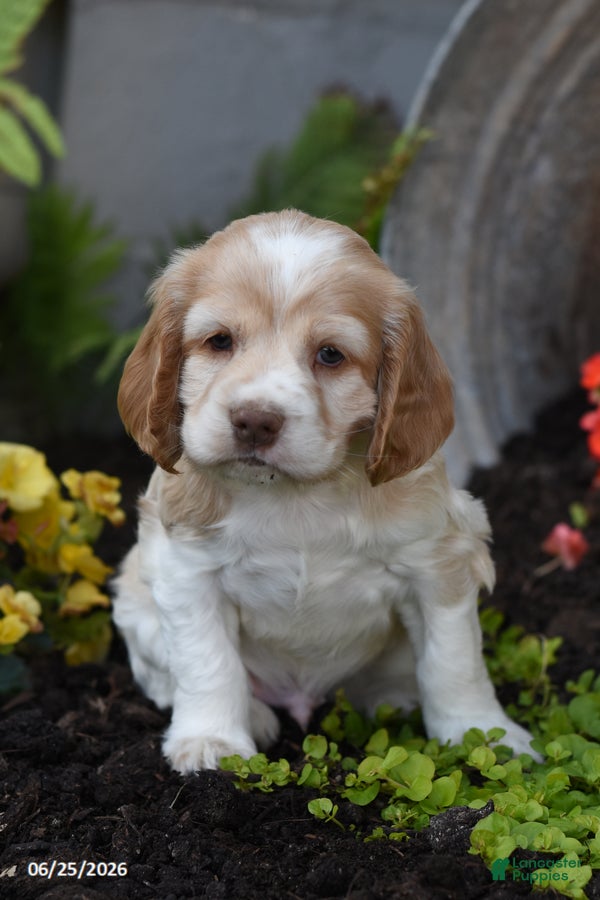 Cocker Spaniel dogs Georgie - Ad 1