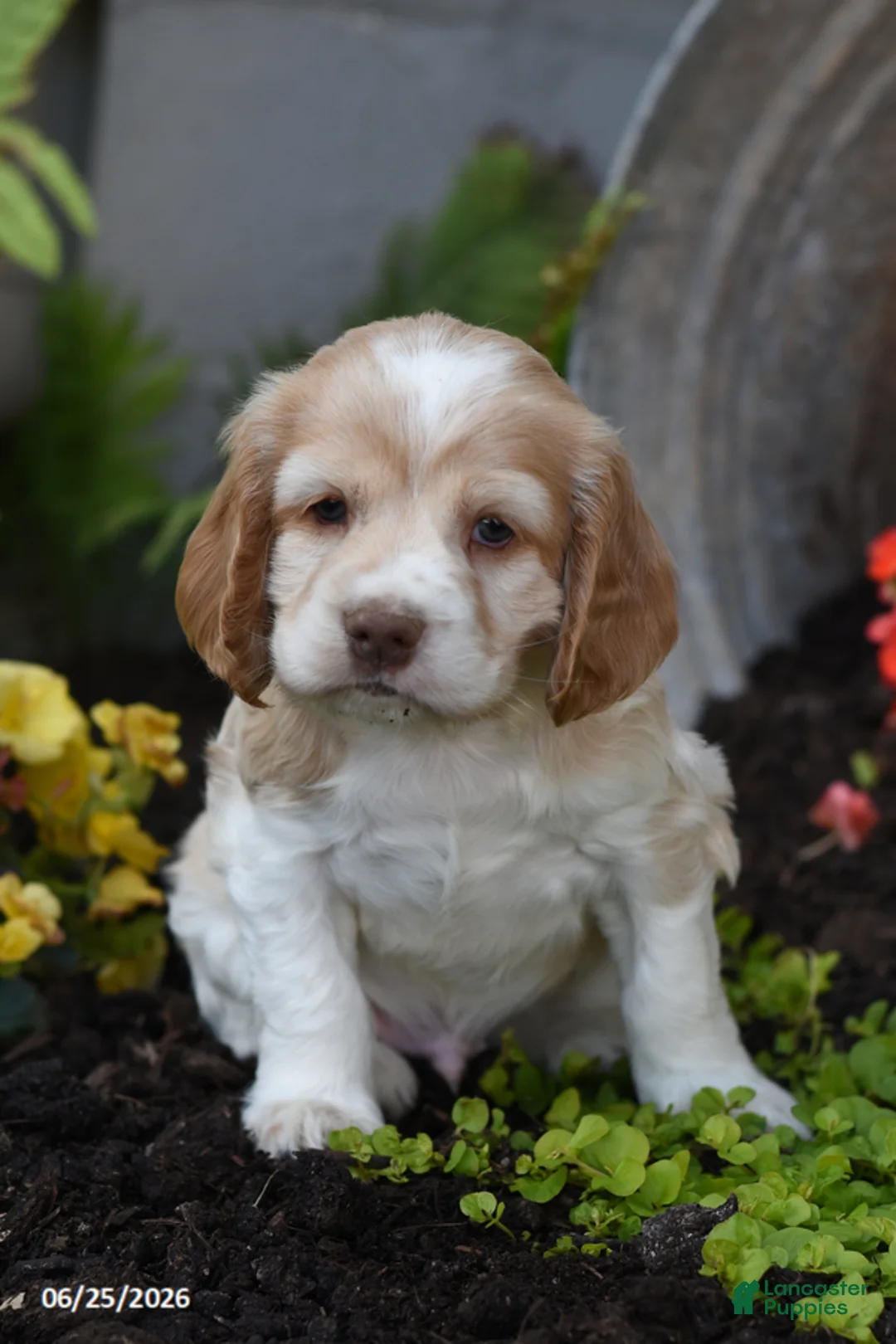 Cocker Spaniel dogs for sale: Georgie - Ad 1