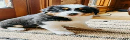 Australian Shepherd dogs for sale: Indy - Ad 4
