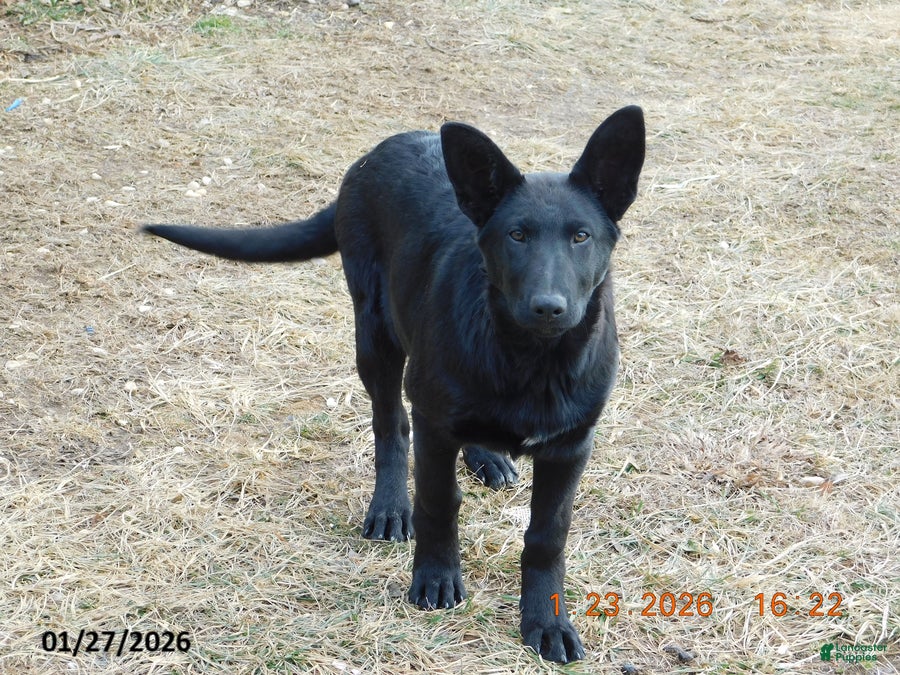 German Shepherd dogs Marikina - Ad 34