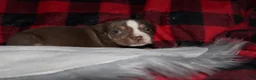 American Bully dogs for sale: Kodiak aka Kody - Ad 7