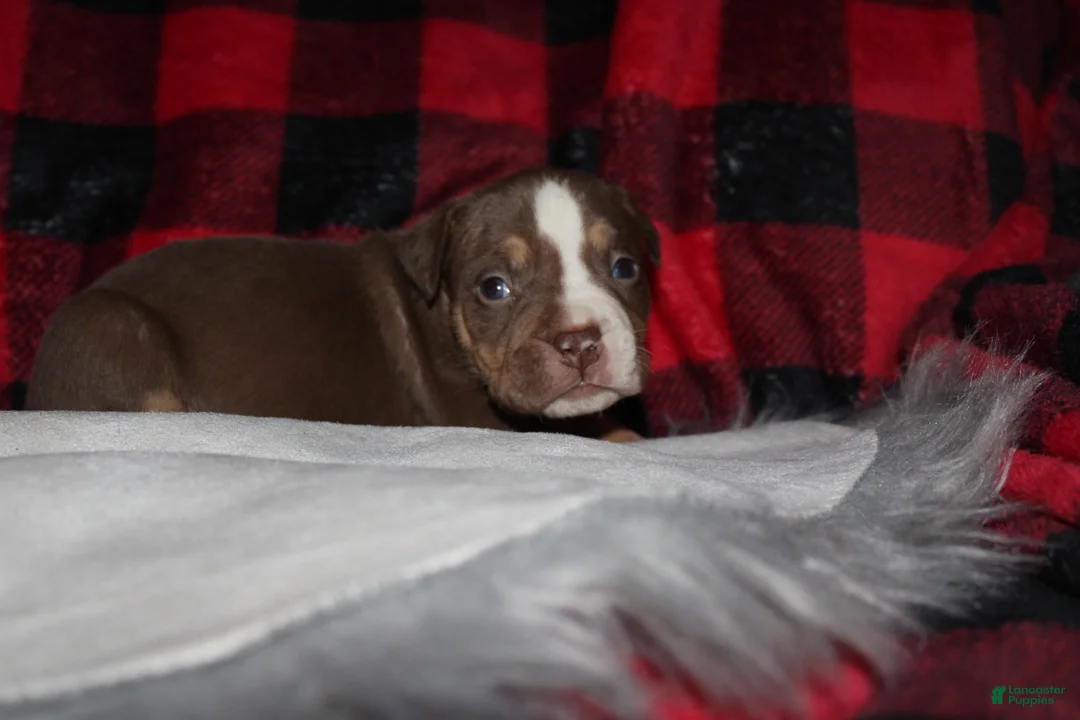 American Bully dogs for sale: Kodiak aka Kody - Ad 7