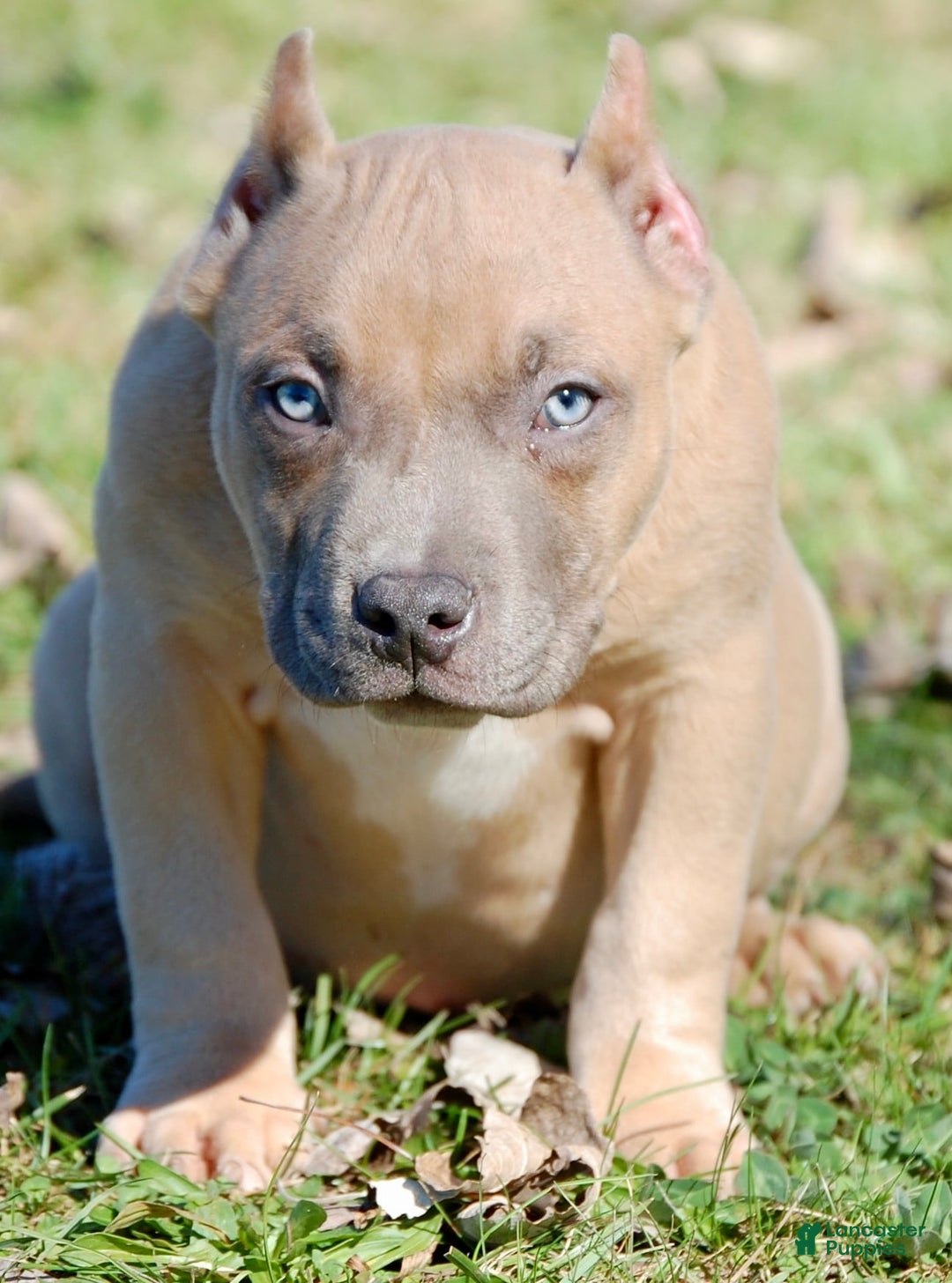 American Bully dogs for sale: Fawn Male 1 - Ad 1