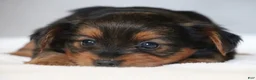 Yorkshire Terrier dogs for sale: Ty - Ad 3