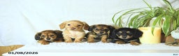 Miniature Dachshund dogs for sale: Nolan - Ad 3