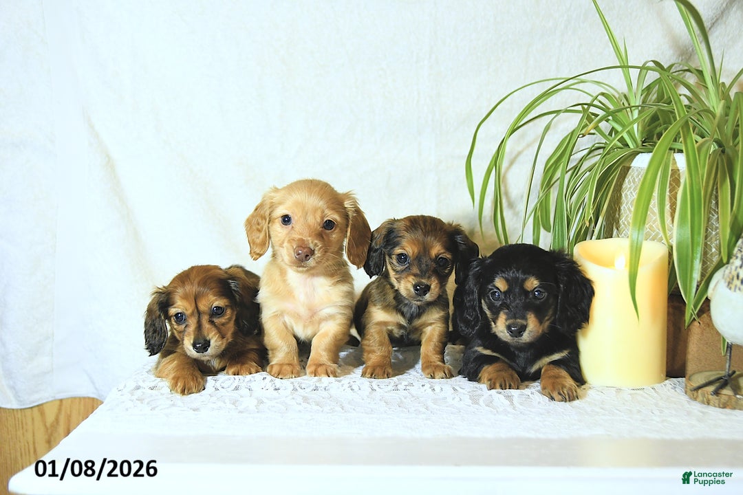 Miniature Dachshund dogs for sale: Nolan - Ad 3