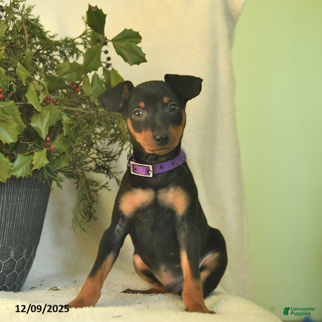 Miniature Pinscher dogs for sale: Pilot - Ad 3