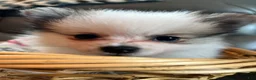 Pomeranian dogs for sale: Jasmine - Ad 3