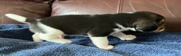 Beagle dogs for sale: Beagle 1 - Ad 6
