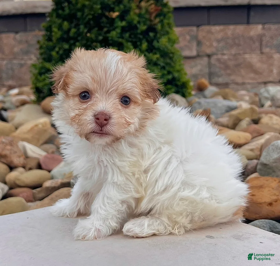 Havanese dogs for sale: Goldy - Ad 1