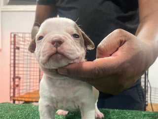 American Bully dogs American Bully Puppy 6 - Ad 14