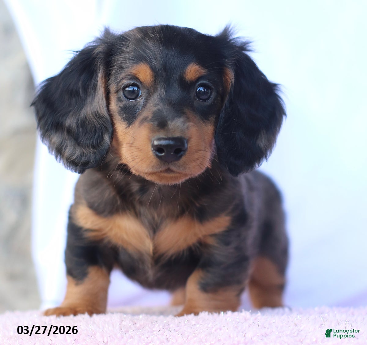 Miniature Dachshund dogs Flip  - Ad 1