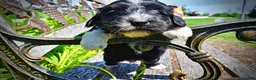 Havapoo dogs for sale: Taz - Ad 4