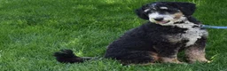 Mini Bernedoodle dogs for sale: Jodie F1b - Ad 11