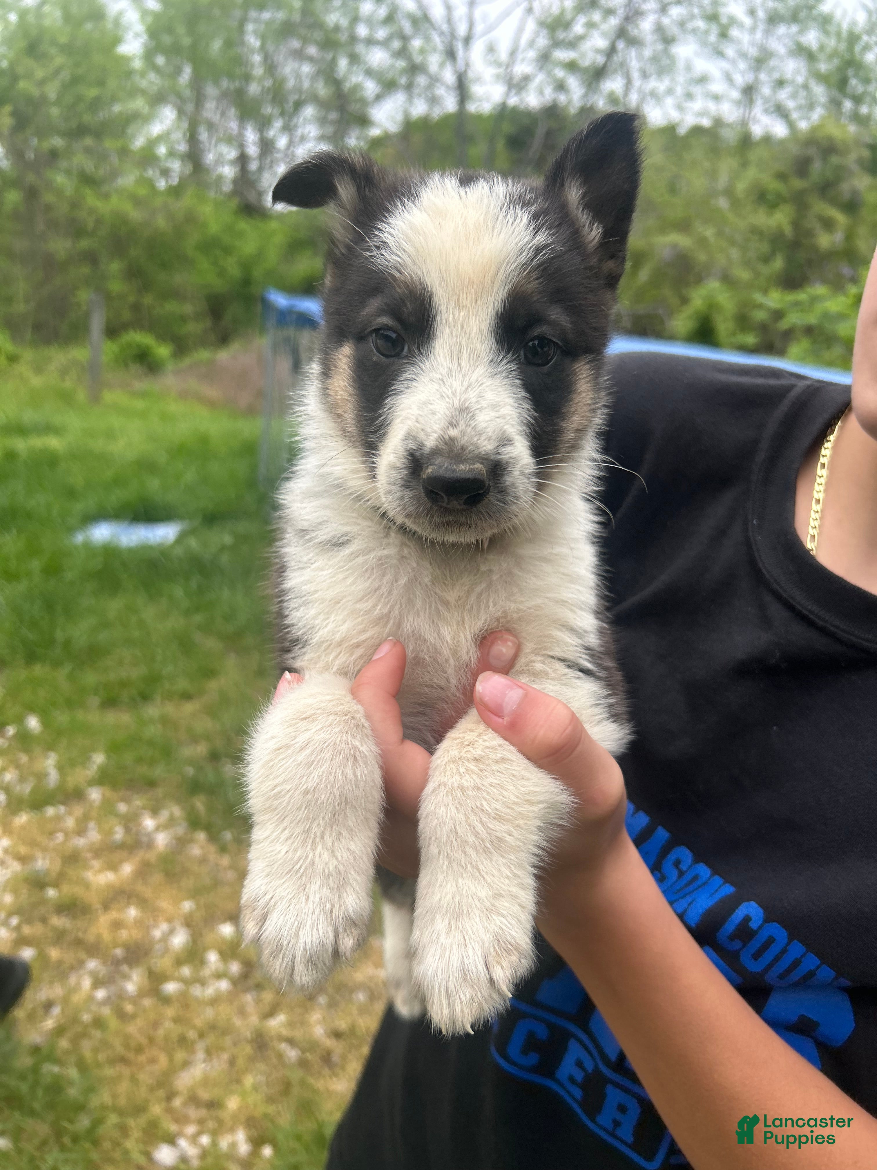 German Shepherd dogs German Shepherd forest green collar  - Ad 39
