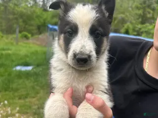 German Shepherd dogs German Shepherd forest green collar - Ad 39