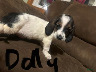 Basset Hound dogs Dolly - Ad 20