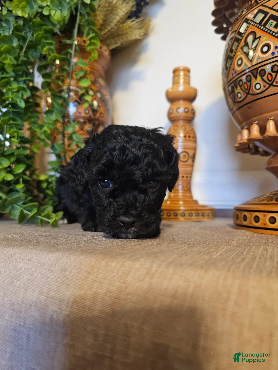 Mini Goldendoodle dogs for sale: Zara  - Ad 2