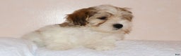 Shihpoo dogs for sale: Evon - Ad 3