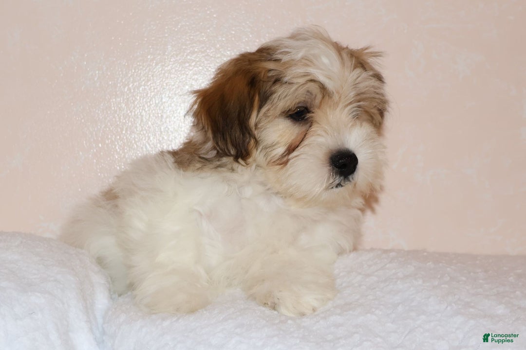 Shihpoo dogs for sale: Evon - Ad 3