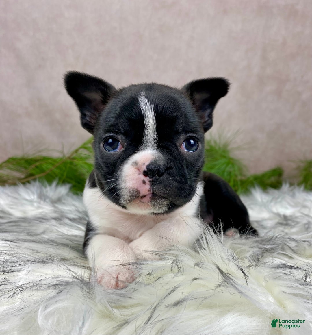 Boston Terrier dogs for sale: Miss Chloe  - Ad 10