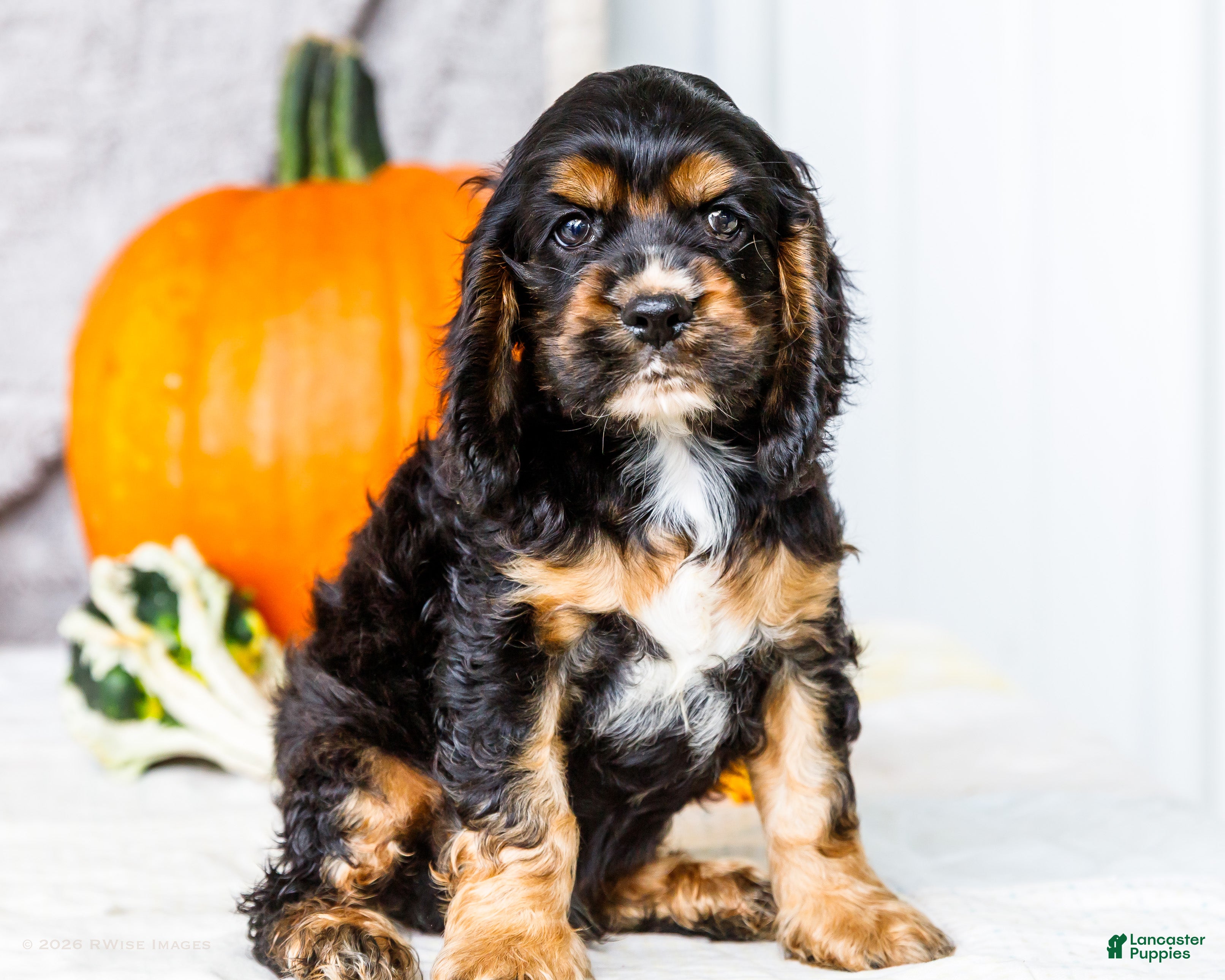 Cocker Spaniel dogs for sale: Zeston - Ad 1