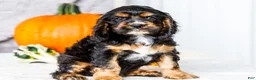 Cocker Spaniel dogs for sale: Zeston - Ad 1