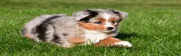 Miniature Australian Shepherd dogs for sale: Anika - Ad 14