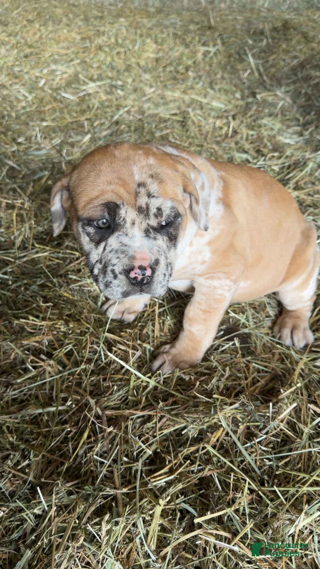 English Mastiff dogs for sale: English Mastiff Puppy 5 - Ad 1