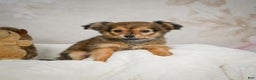 Chihuahua dogs for sale: Cuddly - Ad 7