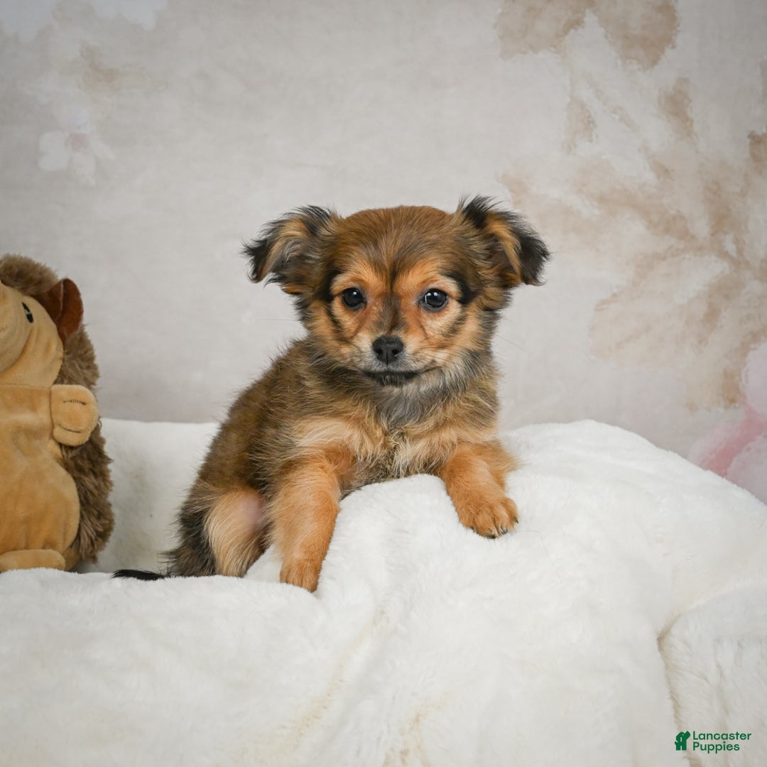 Chihuahua dogs for sale: Cuddly - Ad 7