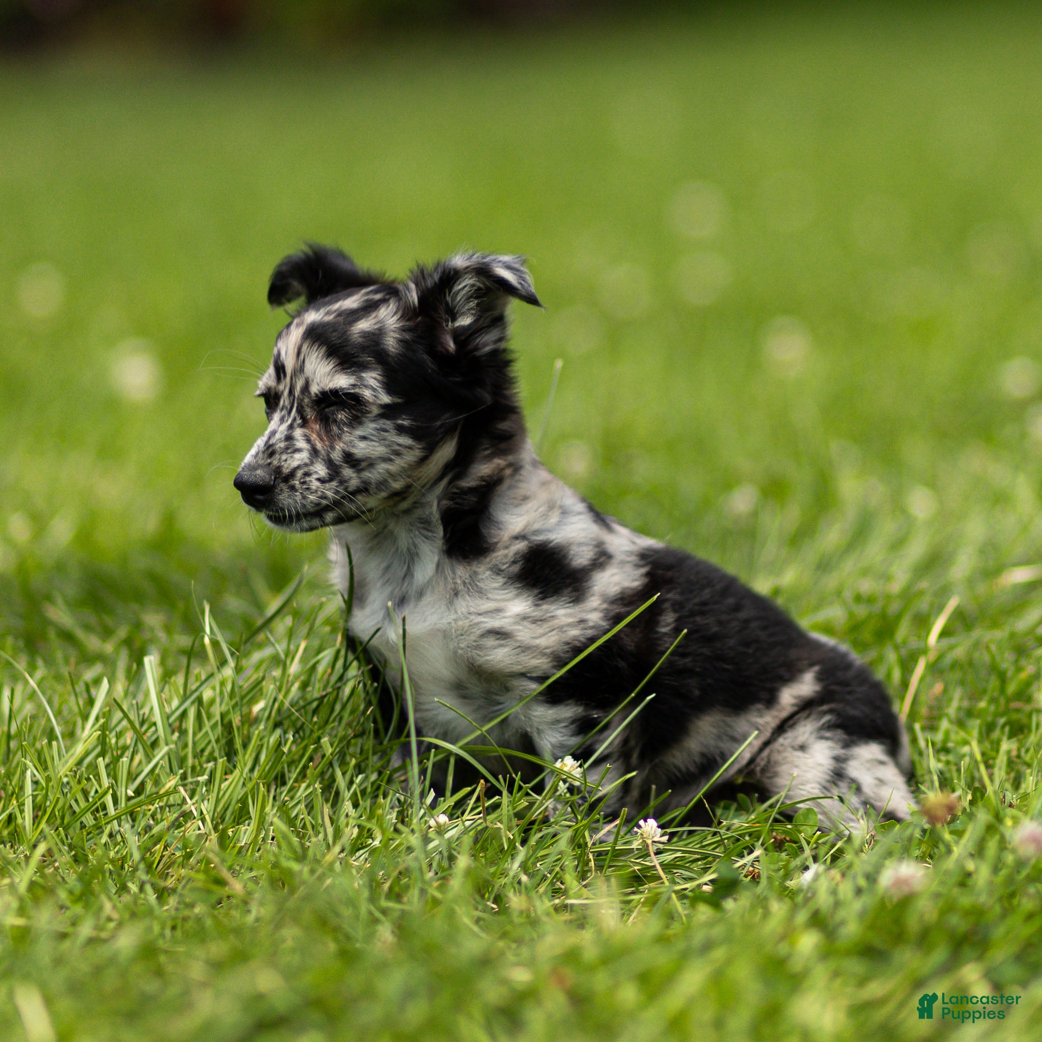Chihuahua dogs Ryder Chihuahua Puppy  - Ad 2