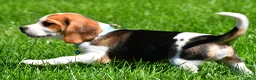 Beagle dogs for sale: Biscuit - Ad 6