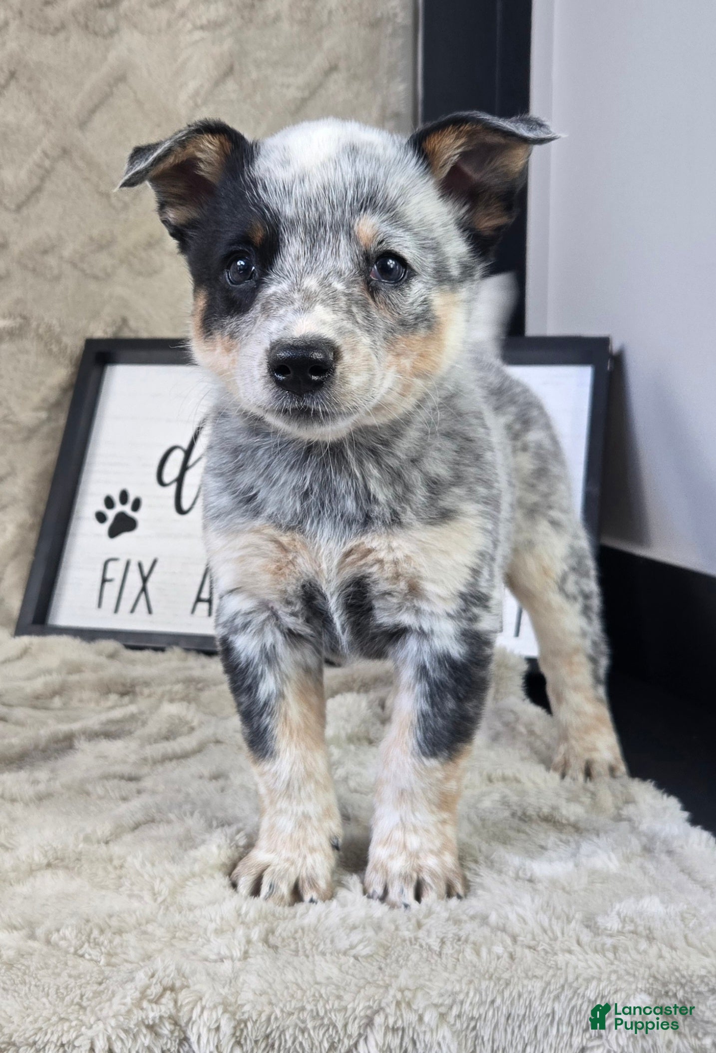 Australian Cattle Dog dogs Molly - Ad 2