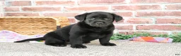 Labrador Retriever dogs for sale: Leah - Ad 7