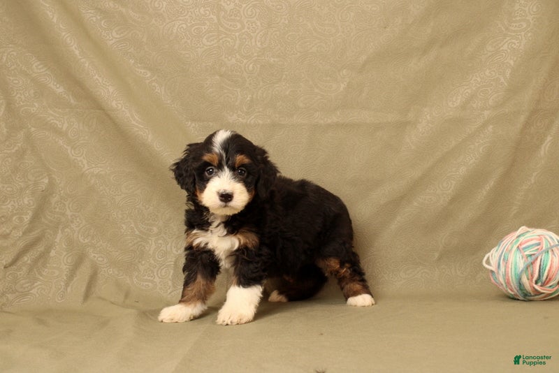 Mini Bernedoodle dogs for sale: Buttercup - Ad 2