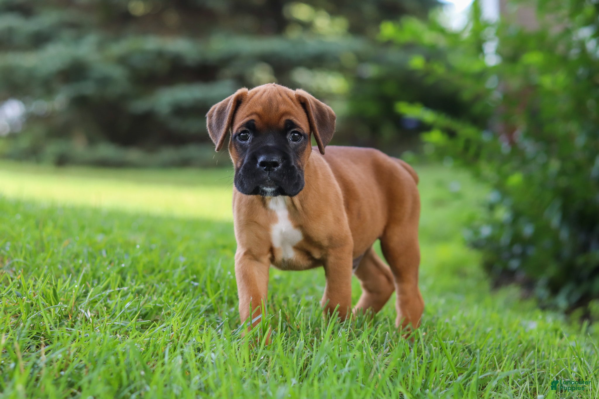 Boxer dogs Russell - Ad 2