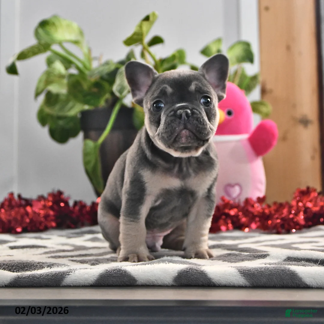 French Bulldog dogs for sale: Frances - Ad 1