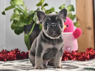 French Bulldog dogs Frances - Ad 5