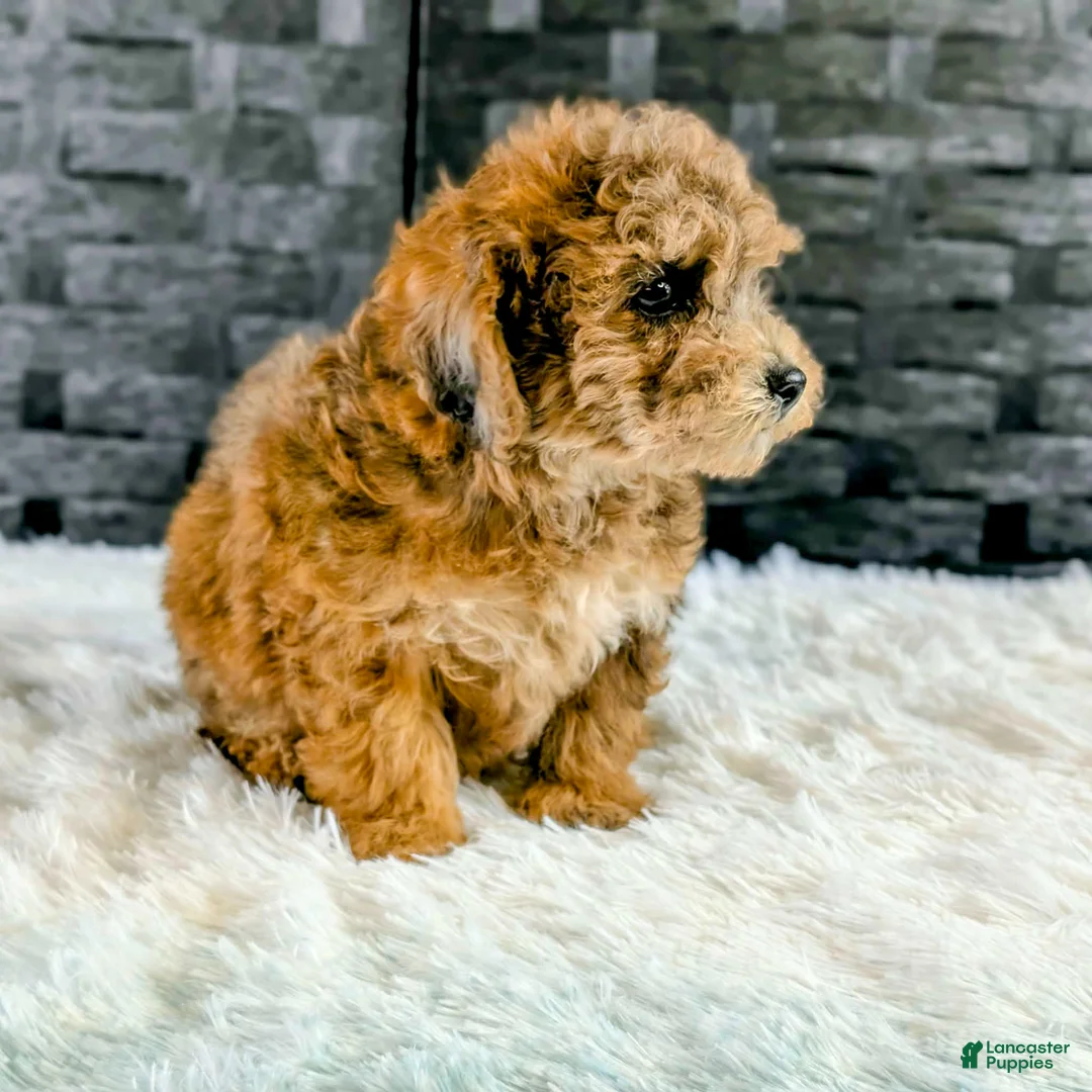 Bichpoo dogs for sale: Brutus - Ad 3