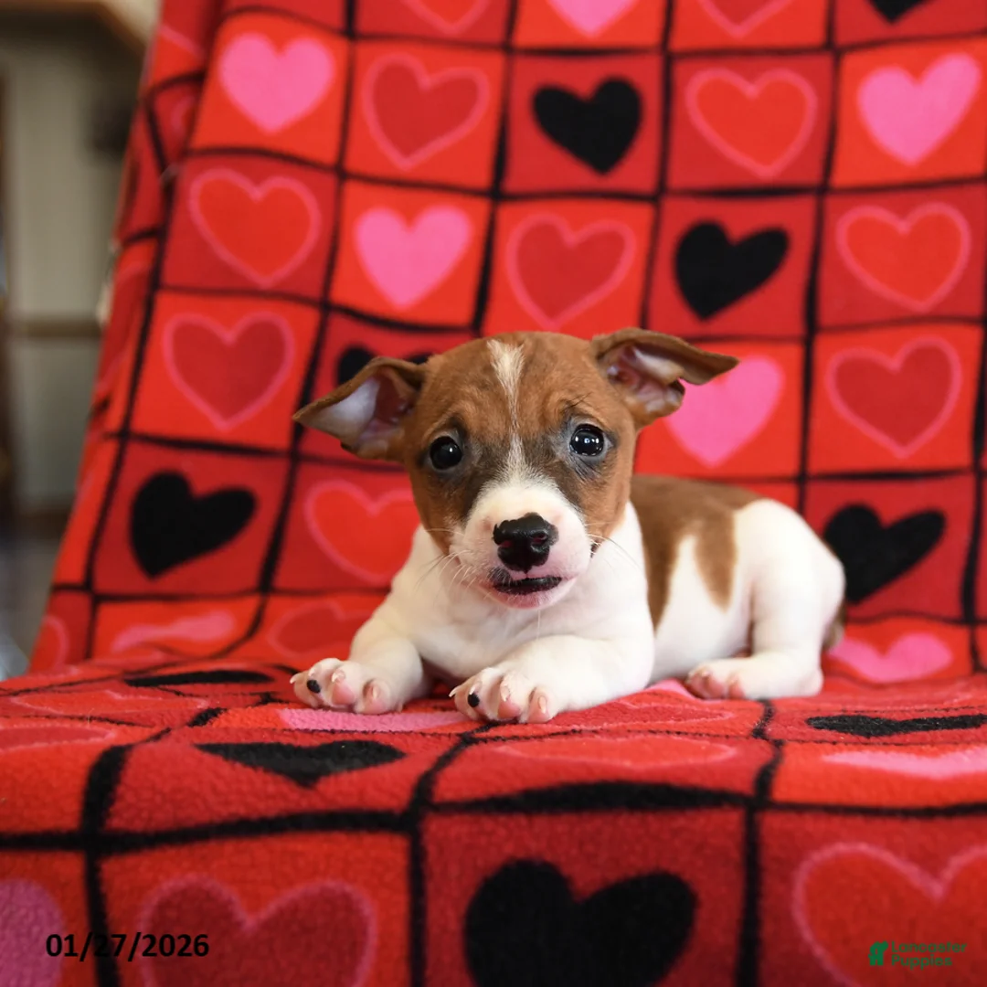 Jack Russell Terrier dogs for sale: Handsome - Ad 2