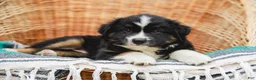 Miniature Australian Shepherd dogs for sale: Ranger - Ad 5